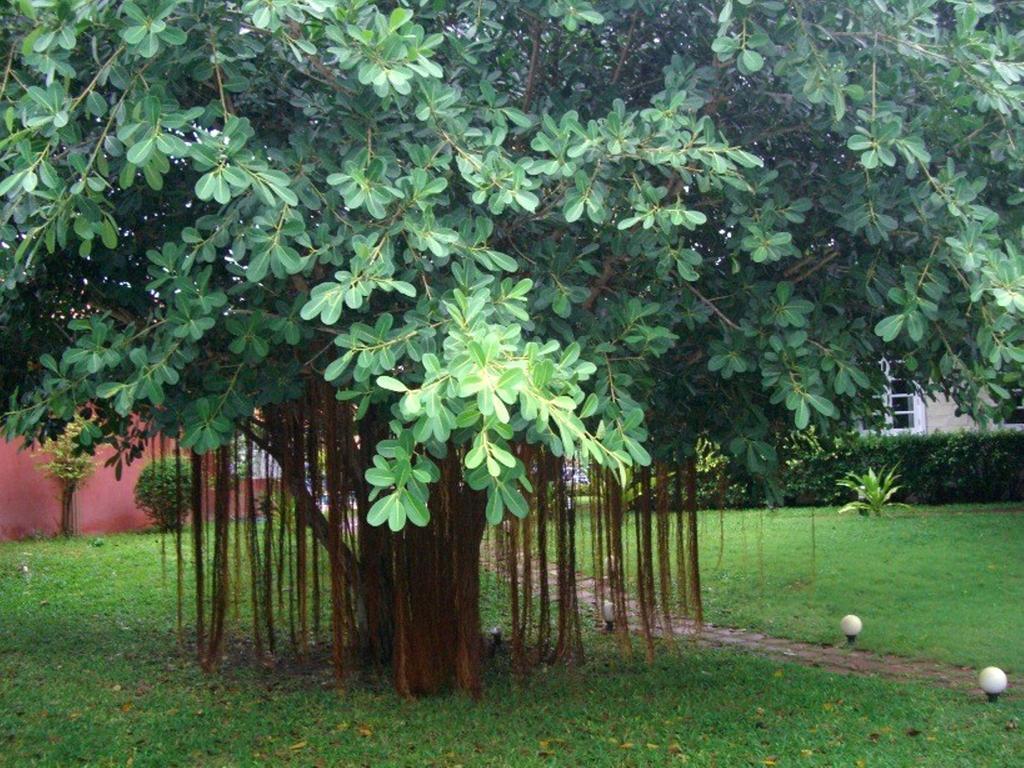Pictory Garden Resort Sattahip Extérieur photo